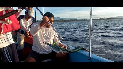 Nuestro Primer Encuentro con Dorados y Atunes de Gran Tamaño Las