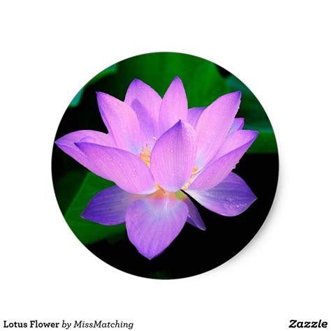 Lotus Flower Classic Round Sticker Zazzle Fleur De Lotus Bleue Art