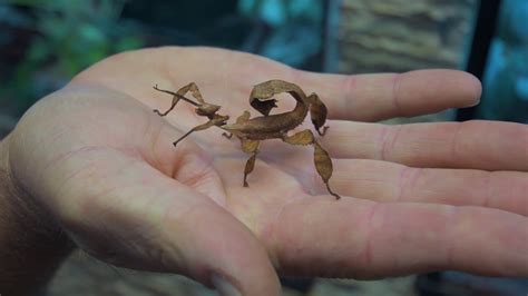 Stick Insects As Pets Responsible Pet Care Guide Pet News Live