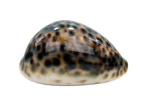 Cypraea Tigris 94mm- 1