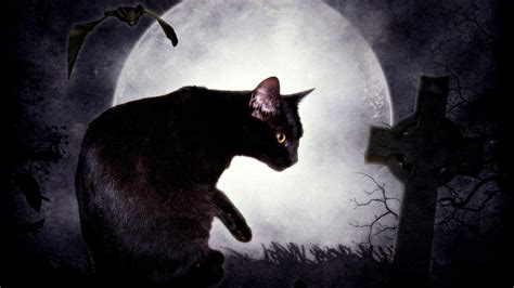 Cat And Moon Wallpapers Top Free Cat And Moon Backgrounds