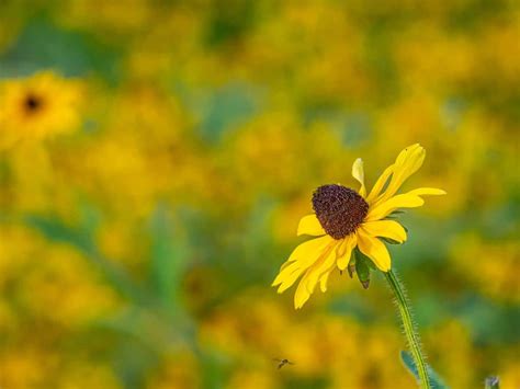 Black Eyed Susan Symbolism And Meaning Symbol Sage Atelier Yuwaciaojp