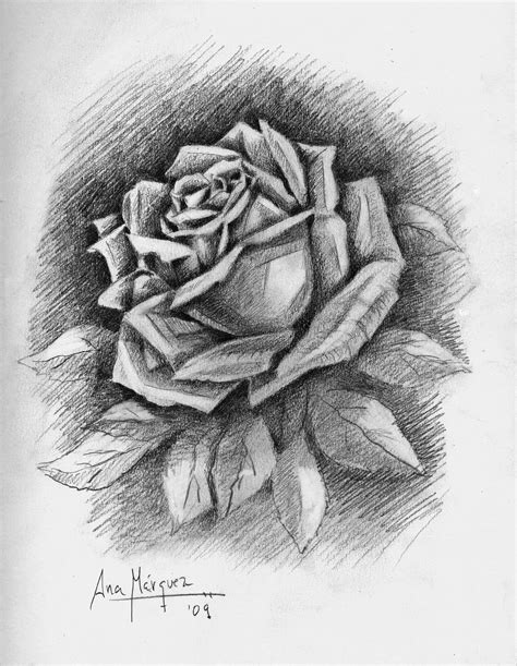 Los Mejores Dibujos De Rosas A Lapiz Imagui