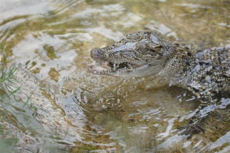 233 Snake Eating Crocodile Stock Photos - Free & Royalty-Free Stock ...