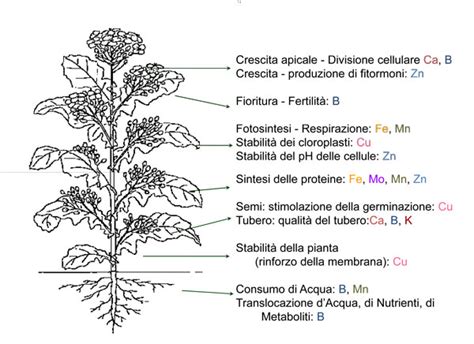 Perchè utilizzare i microelementi come elemento base per la nutrizione