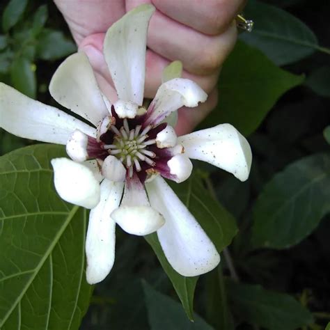 Calycanthus Venus Gewürzstrauch Venus Baumschule Böhlje