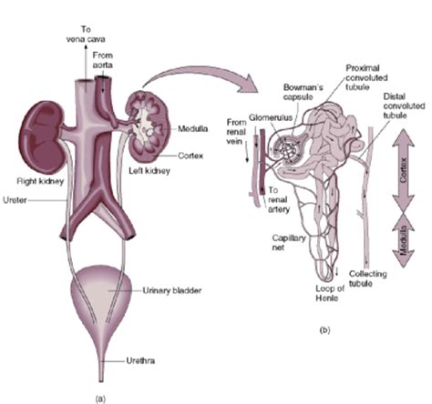 Urinary System Flashcards Quizlet