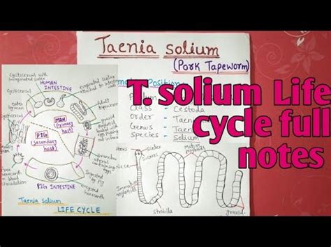 Taenia Solium Life Cycle Full Notes Explain In Hindi YouTube