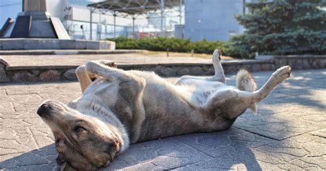 Los lobos y perros mutantes de Chernóbil que resisten al cáncer