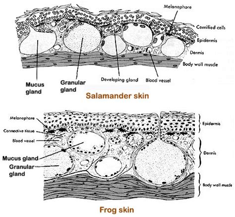 Evolution of the chordates