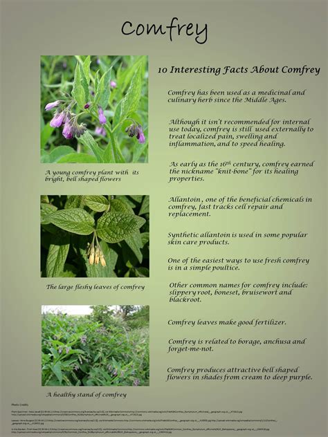 Comfrey medicinal uses and benefits – Artofit