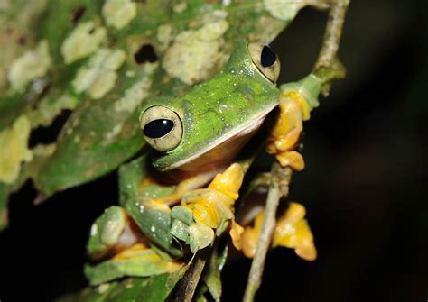 Many more amphibians are at risk of extinction - Earth.com