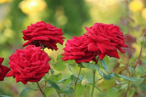 10 Types Of Fragrant Roses To Grow