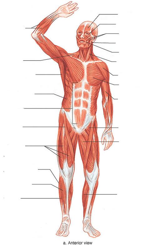 Muscular System Anterior View Diagram I Diagram Quizlet