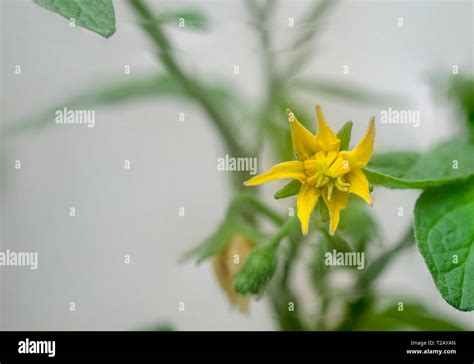 Developing Tomatoes High Resolution Stock Photography And Images Alamy