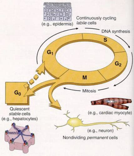 Regeneration & Repair Flashcards | Quizlet