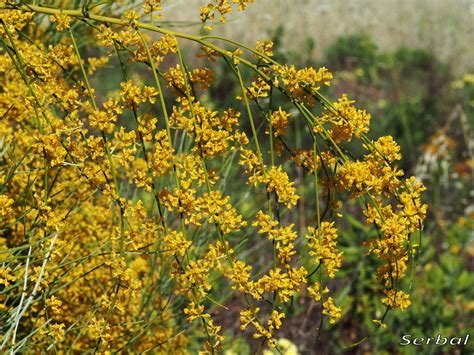 Retama sphaerocarpa Retama amarilla Retama común Naturaleza Para Todos