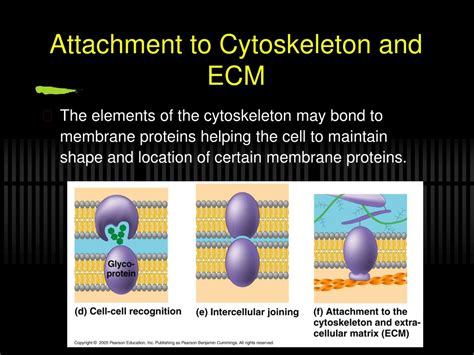 PPT - Membrane Structure and Function: Fluidity, Transport, and Mosaic Model PowerPoint