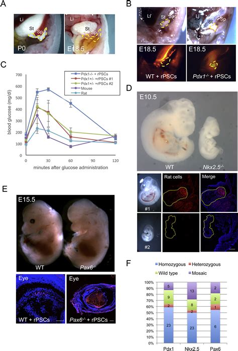 Interspecies Chimerism With Mammalian Pluripotent Stem Cells Cell