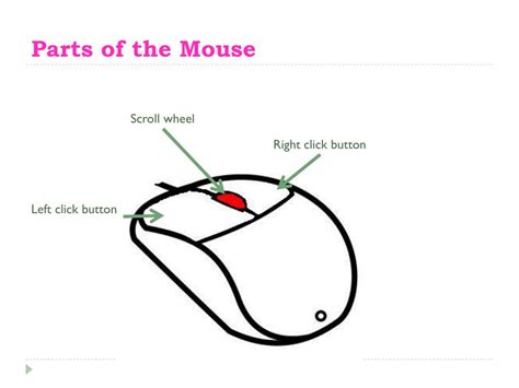 A Well Labelled Diagram Of A Computer Mouse