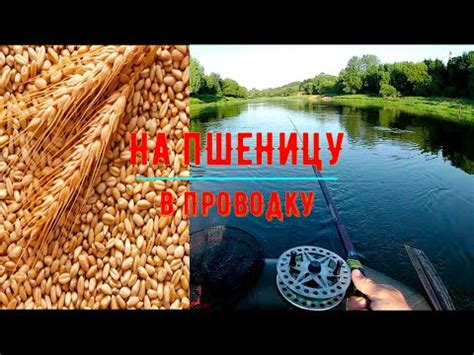Рыбалка на пшеницу в проводку/Как ловить на пшеницу - YouTube