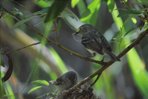 A Male Least Bells Vireo Left Building A Nest With A Female