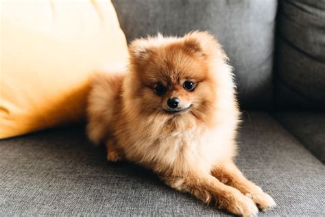 What Are The Pomeranian Puppy Uglies Understanding The Transitional