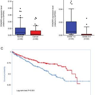 Fendrr Is Downregulated In Renal Clear Cell Carcinoma And Correlated