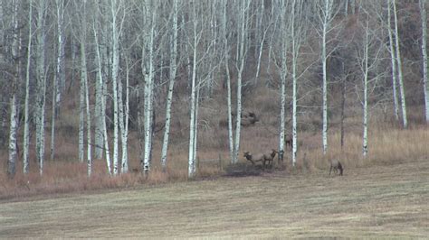 Elk Hunt Youtube