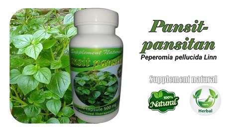 Pansit Pansitan Plant