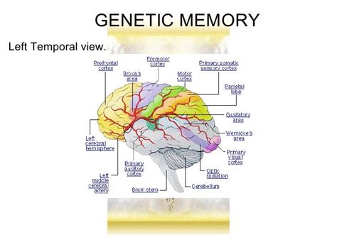 Genetic Memory