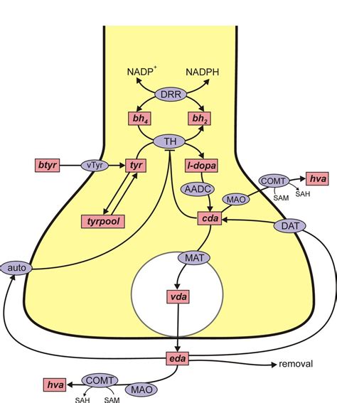 Figure S Da Metabolism In A Da Terminal Rectangular Boxes Indicate