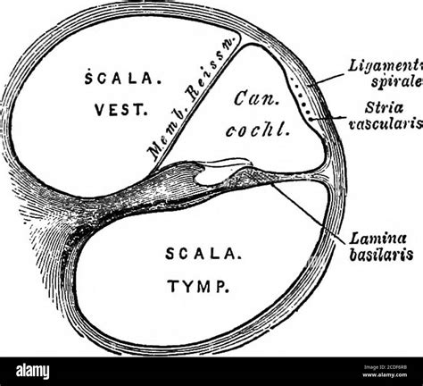 Osseous Spiral Lamina Hi Res Stock Photography And Images Alamy