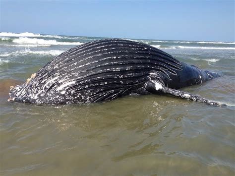 G Baleia Jubarte Encalha Em Praia De Jaguaruna No Sul De Santa