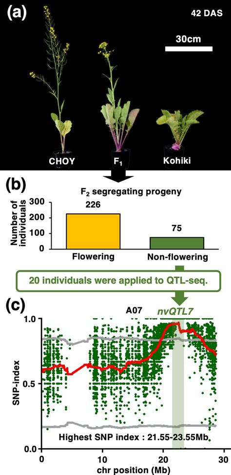 Qtl Seq Analysis Identifies The Genomic Region Associated With The Nvr