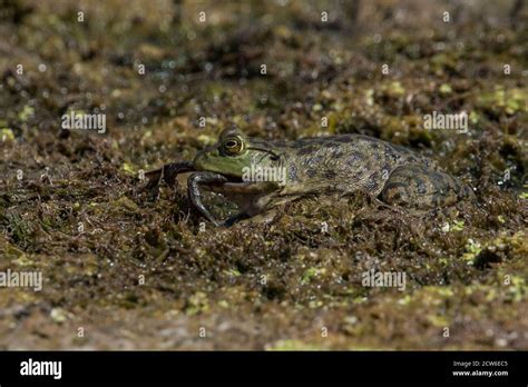 American Bullfrog Eating Hi Res Stock Photography And Images Alamy