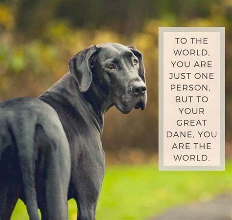 Pin By Jacqueline Russell On Danes Of The World Great Dane Great