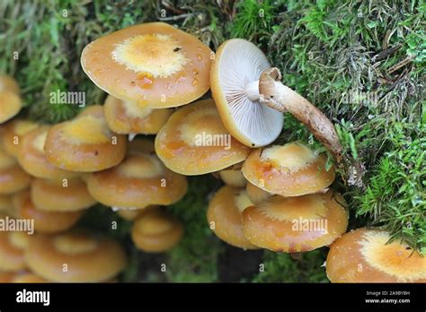 Kuehneromyces Mutabilis Synonym Pholiota Mutabilis Known As The