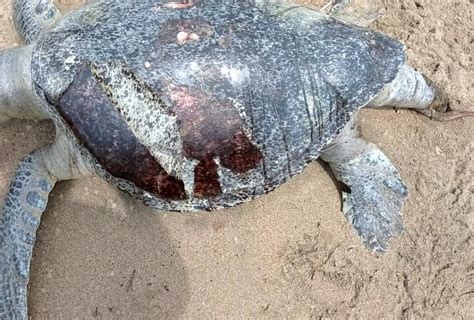 Investigan muerte de tortugas marinas en las costas santeñas Día a Día