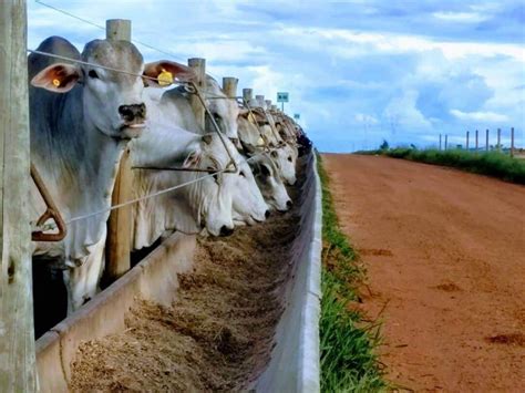 Confinamento De Gado Em Pequena Propriedade Criacao De Gado Em