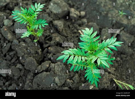 Marigold Crops Growing In Rich Black Soil Outdoor With Copy Space