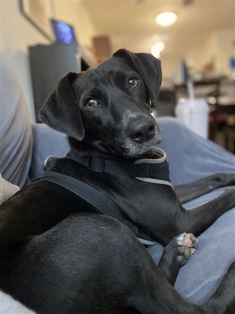 Whippet Lab Mix