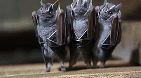 Funny Animals Bats GIF - FunnyAnimals Bats Animals - Discover & Share GIFs