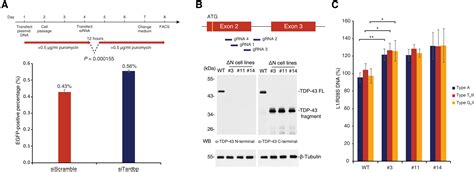 Tdp Safeguards The Embryo Genome From L Retrotransposition