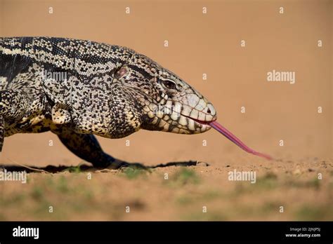 Argentine Black And White Tegu Tupinambis Merianae Tupinambis Meriane