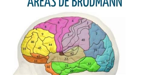 Neurociencia y Plasticidad Cerebral Áreas de Brodmann