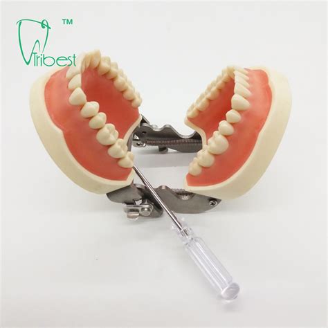 Dental Teeth Model Tribest Dental