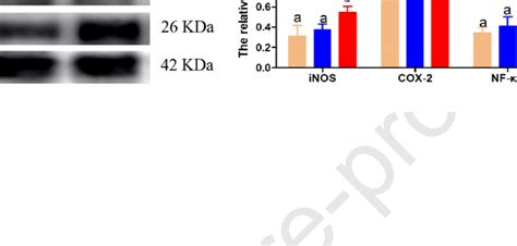 A Represent Nf κb And Downstream Genes Expression At Mrna Level Nf κb