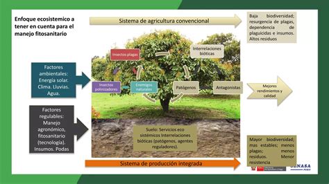 Enfermedades Del Palto Descripci N Y Manejo Biol Gico Ppt