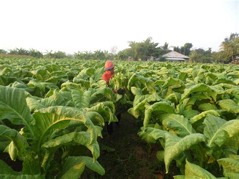 Feature Campaign To Increase Tobacco Production Gains Ground In Ilocos Sur First Of Two Parts